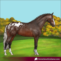 Horse Color:Gray Silver Bay Appaloosa