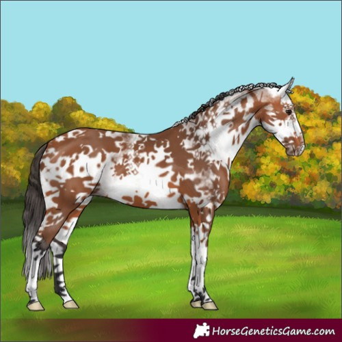 Horse Color:White Spotted Bay Splash