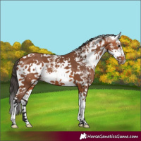 Horse Color:White Spotted Bay Splash 