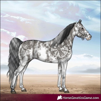 Horse Color:Grullo Sabino 