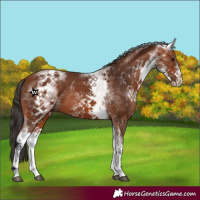 Horse Color:White Spotted Bay 