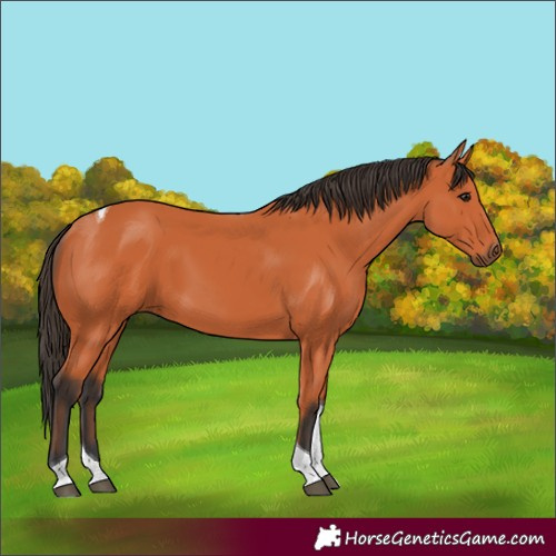 Horse Color:Bay Tobiano 