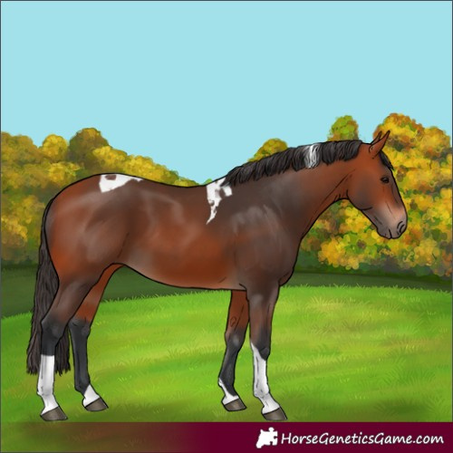 Horse Color:Bay Tobiano 