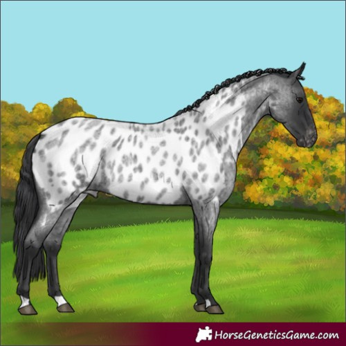 Horse Color:Blue Roan Appaloosa 