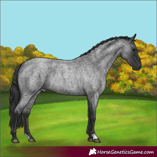Horse Color:Blue Roan 