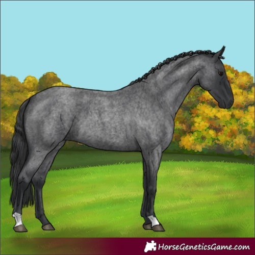 Horse Color:Blue Roan 