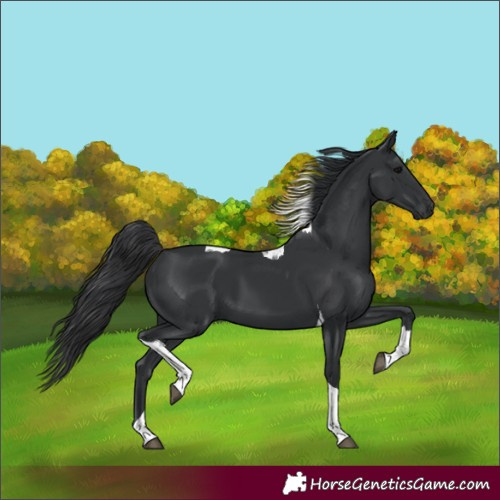 Horse Color:Black Tobiano 