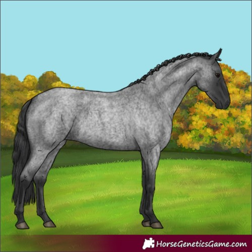 Horse Color:Blue Roan 