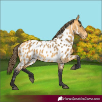 Horse Color:Buckskin Appaloosa