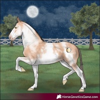 Horse Color:White Spotted Amber Champagne Frame 