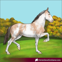 Horse Color:White Spotted Amber Champagne Frame 