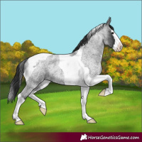 Horse Color:Blue Roan Splash Tobiano 