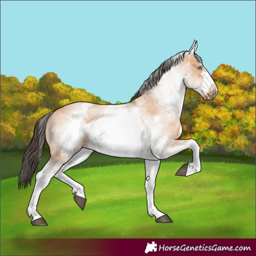 Horse Color:White Spotted Bay Dun Frame 