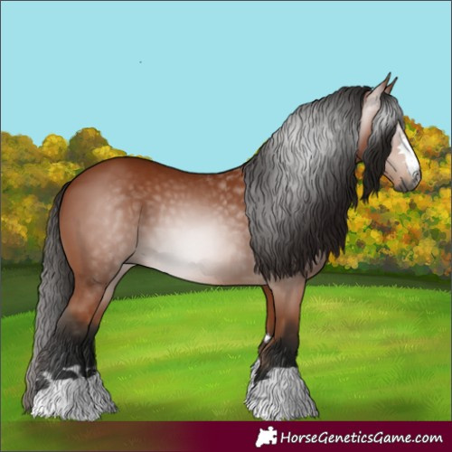 Horse Color:Gray Bay 
