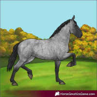 Horse Color:Blue Roan 