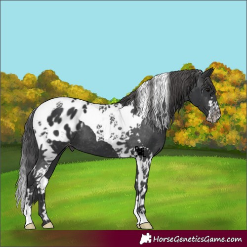 Horse Color:Black Tobiano Appaloosa 