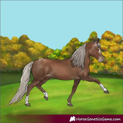 Horse Color:Gray Silver Black Pearl Tobiano