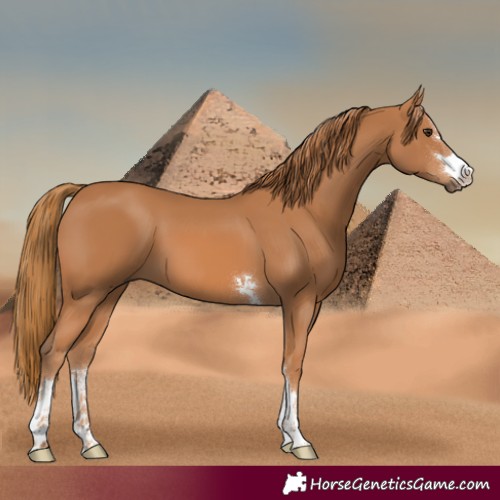 Horse Color:Chestnut 