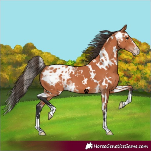 Horse Color:White Spotted Bay Appaloosa 