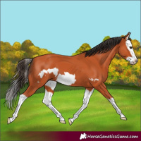 Horse Color:Bay Splash Frame
