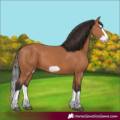 Horse Color:Bay Splash Frame