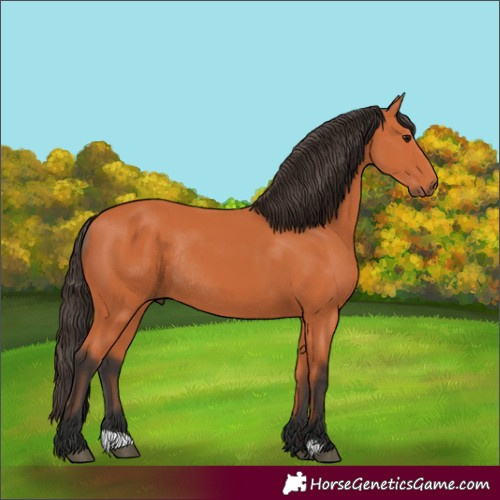 Horse Color:Bay Rabicano 
