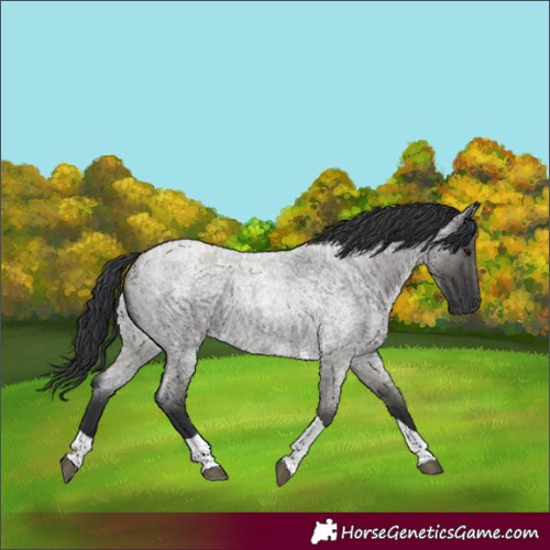 Horse Color:Grullo Roan Tobiano 