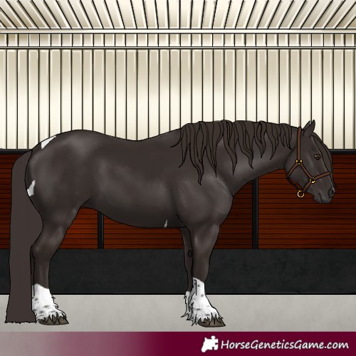 Horse Color:Liver Chestnut Tobiano 