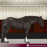 Horse Color:Liver Chestnut Tobiano 