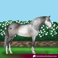 Horse Color:Gray Brown Sabino Rabicano 