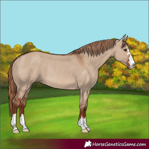 Horse Color:Red Dun Rabicano 
