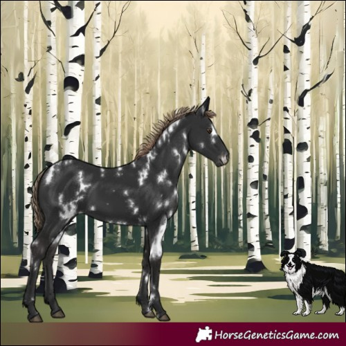 Horse Color:White Spotted Liver Chestnut 
