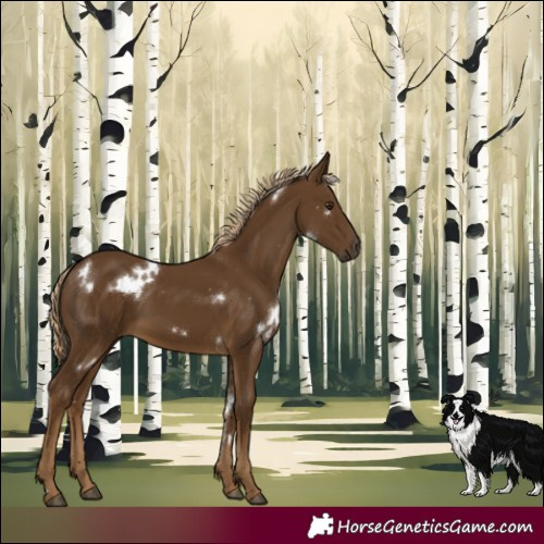 Horse Color:White Spotted Chocolate Palomino 