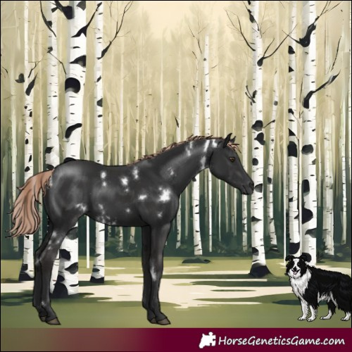 Horse Color:White Spotted Liver Chestnut 