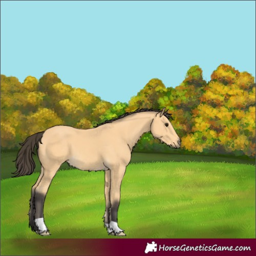 Horse Color:Buckskin 
