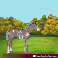 Horse Color:White Spotted Silver Black Sabino 