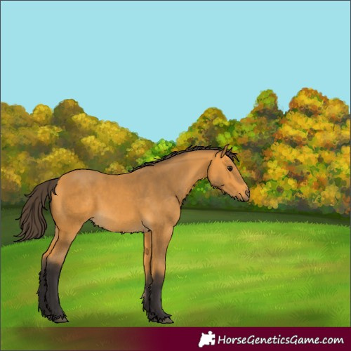 Horse Color:Buckskin 