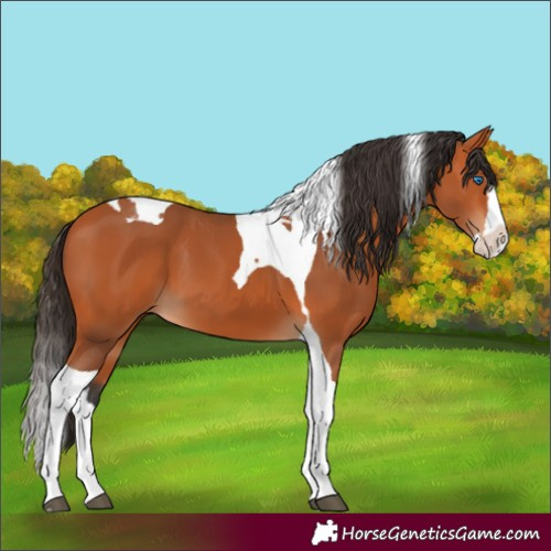 Horse Color:Bay Splash Tobiano 