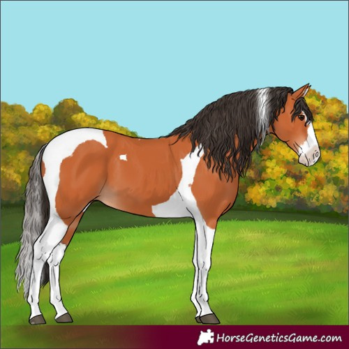 Horse Color:Bay Splash Tobiano