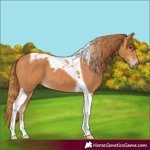 Horse Color:Chestnut Tobiano 