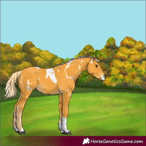 Horse Color:White Spotted Palomino Tobiano 