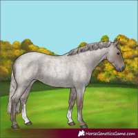 Horse Color:Silver Blue Roan Sabino 