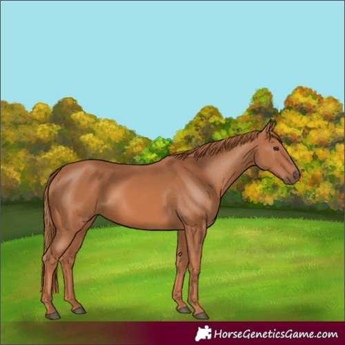 Horse Color:Chestnut 