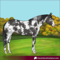 Horse Color:White Spotted Black