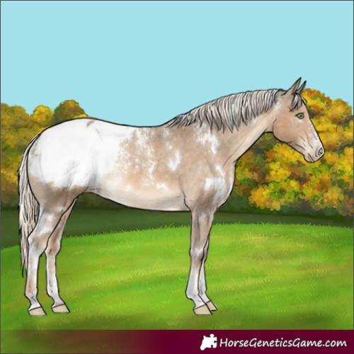 Horse Color:Powder White White Spotted Chocolate Palomino Appaloosa 