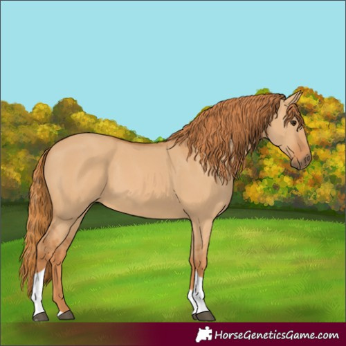 Horse Color:Red Dun Tobiano