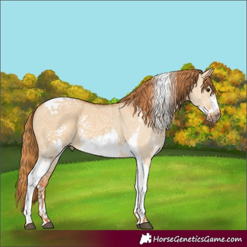 Horse Color:Red Dun Sabino Tobiano Frame 