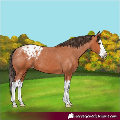 Horse Color:Bay Splash Appaloosa