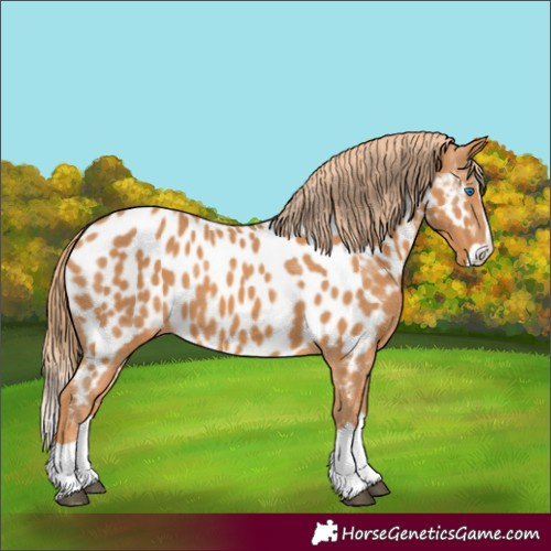 Horse Color:Chestnut Splash Appaloosa