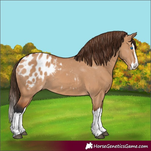 Horse Color:Bay Dun Splash Appaloosa
